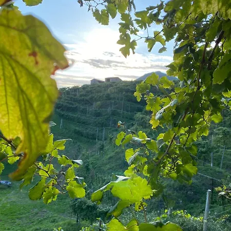 Profumo Di Collina Col San Martino